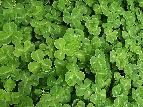 Happy St.Particks Day Everyone